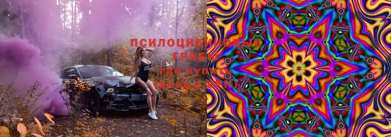 omg вход  Безенчук  Псилоцибиновые грибы Psilocybe 